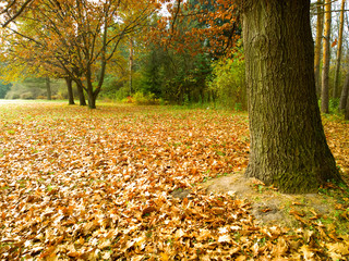 Autumn landscape. 