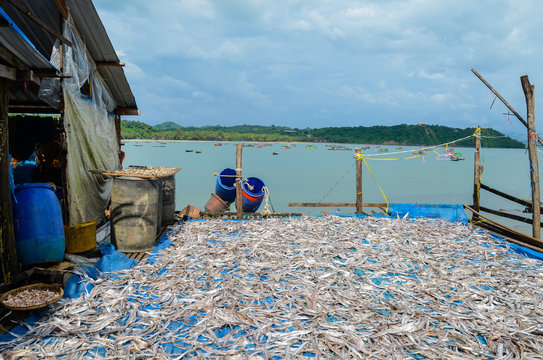 The process of drying fresh fish in the sun, an ancient method of food preservation in Ngapali, Myanmar