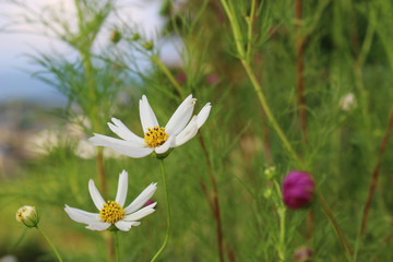 白いコスモスの花