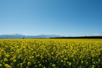 yellow and blue sky