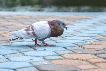 Freedom bird , pigeon 