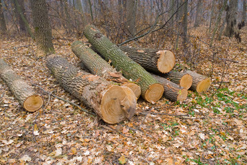Firewood in the forest.