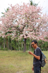 Fototapeta na wymiar Man and Pink Pantip blossom flowers on the tree in Rayong at Thailand