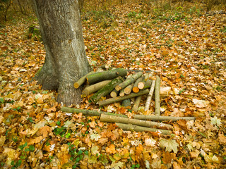 Firewood in the forest. 