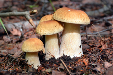 White mushrooms in the forest