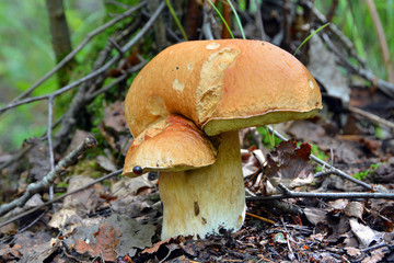 White mushrooms in the forest