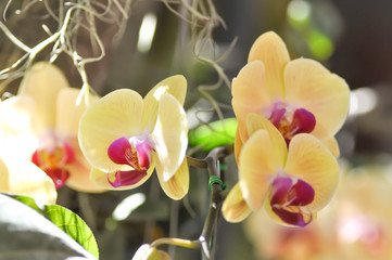 Fototapeta na wymiar yellow orchid in the garden