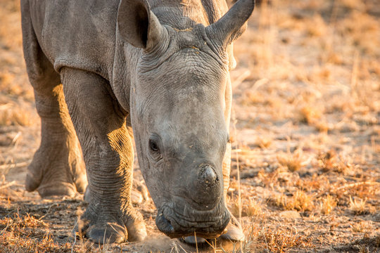 Grazing baby White rhino.