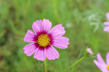 Obraz premium ピンクのコスモスの花