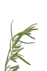rosemary