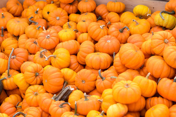 Bin of fresh orange pumpkin or squash