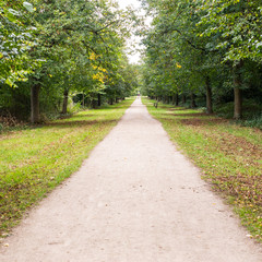 Long straight dirt road of white soil in the middle of forest