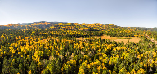 Aerial landscape of aspen and pine forest with yellow fall leaves