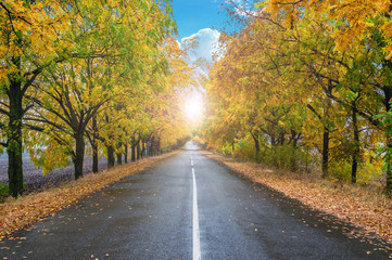 autumn landscape with road