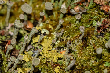 moss fungus macro background slime