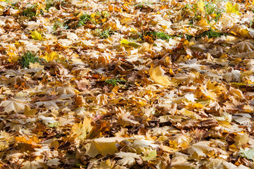 Autumn landscape in the city park leaves of trees close up