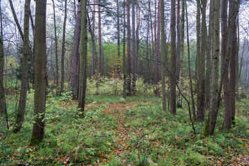 Forest landscape in cloudy and rainy autumn day
