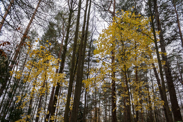 Forest landscape in cloudy and rainy autumn day