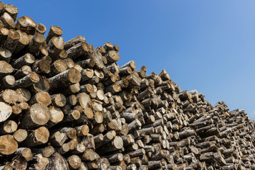 Big pile of wood logs