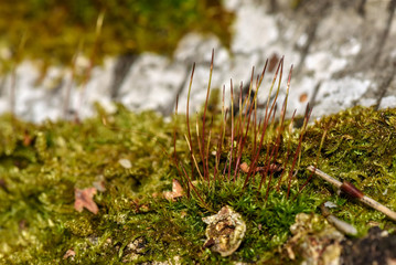 moss stems fungus macro background