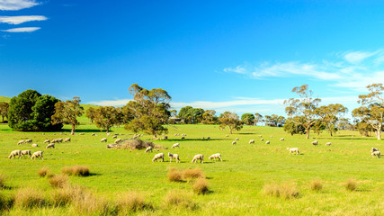 Fototapeta na wymiar Grazing sheep in rural South Australia