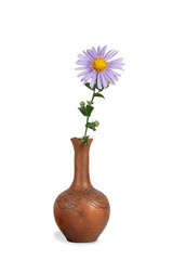 closeup flower of Michaelmas daisies (botanical name: Aster novi-belgii or Symphyotrichum novi-belgii), also known as New York asters, in the clay  pitcher isolated on white