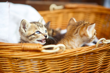 Fototapeta na wymiar Three little kittens in a basket.