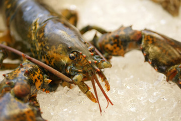 fresh living lobster, preserved on ice