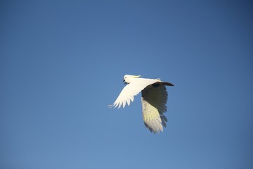 Cocky in flight