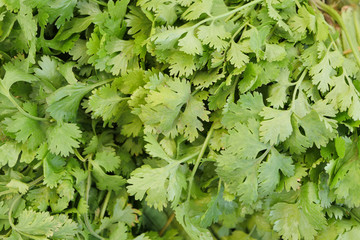 green coriander leaf, vegetable food ingredient