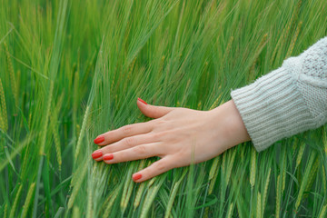 the hand on the background field of wheat