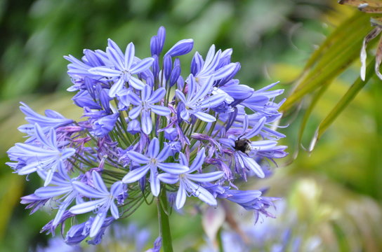 LA ABEJA ENZIMA DE UNA VIOLETA