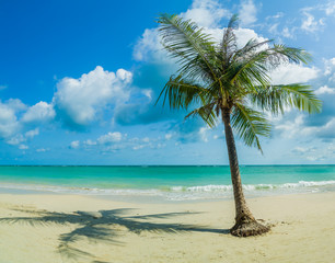 Fototapeta na wymiar Tropical beach with coconut tree