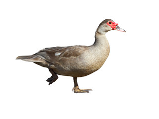 Muscovy Duck  isolated on white background