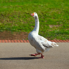 Portrait of wild goose crossing street in natural environment
