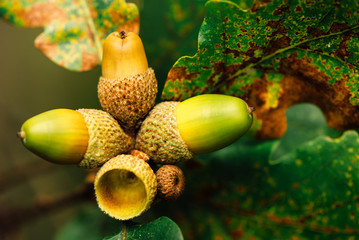 Oak tree branch acorn nut as beautiful autumn season background