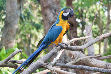 Beautiful Blue and gold macaw bird - Tropical parrot
