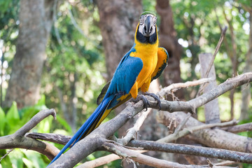 Beautiful Blue and gold macaw bird - Tropical parrot