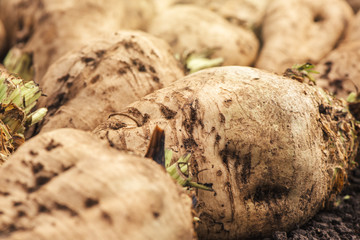 Harvested sugar beet crop root pile
