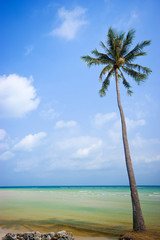 Coconut trees in the beautiful beach of Koh Samui Thailand