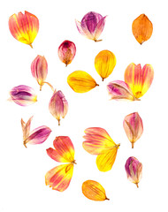 compressed dahlia petals spread out.