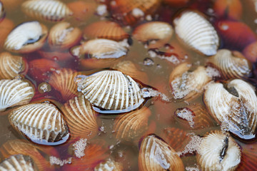 fresh, raw cockle in water