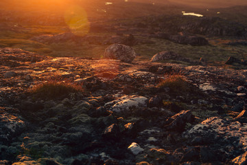 Beautiful sunset sunbeam over mossy rocks and meadow. Arctic summer, the tundra, Norway.