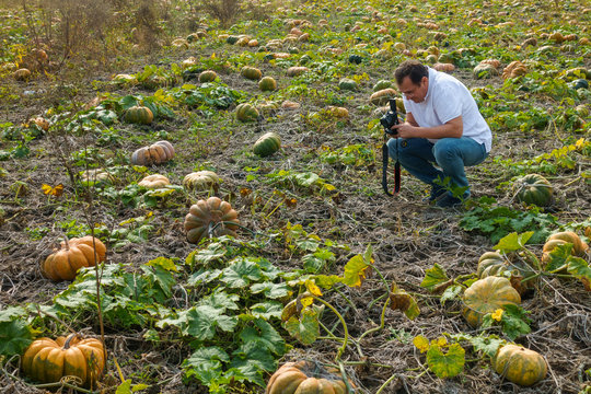 Man takes pictures of ripe pumpkins in a field