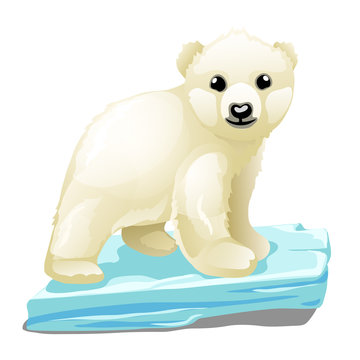 Little polar bear on ice floe, animal isolated