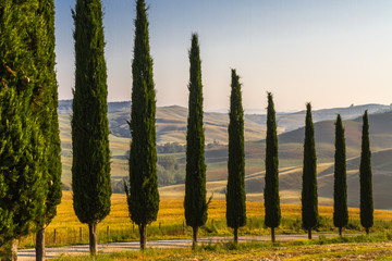 Fototapety  Cyprysowa aleja krajobrazowa w Toskanii