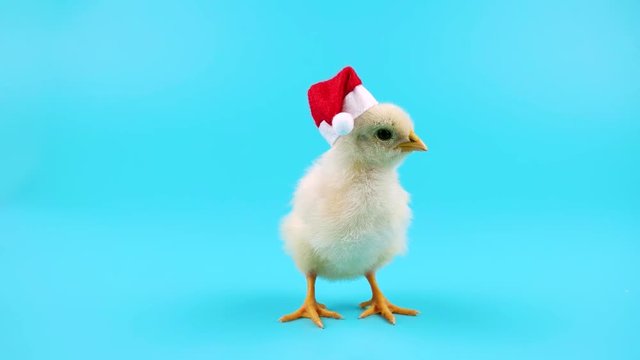Cute young rooster in red Santa Claus hat, symbol of New Year 2017, ready to be keyed

