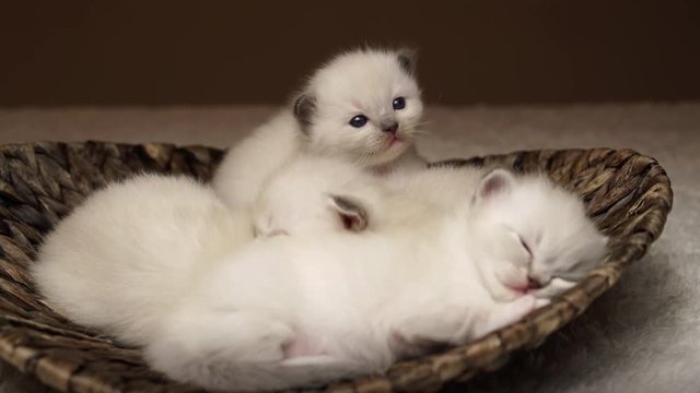 4k footage three baby cats sleeping one kitty looking curious
