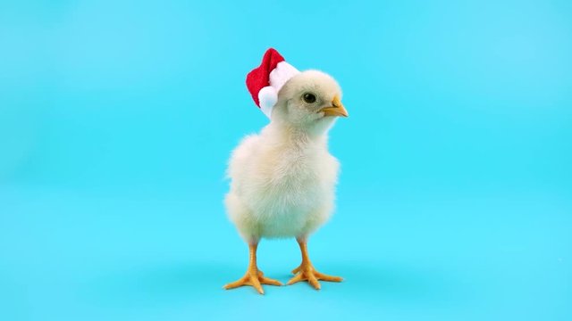 Young Cock or Rooster in red Santa Claus hat, symbol of 2017, ready for chroma key
