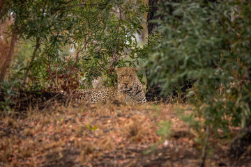 Leopard laying in the grass.